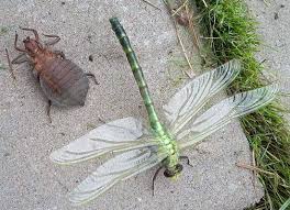 We did not find results for: Dragonfly Nymph Pest Control Canada
