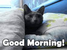Check spelling or type a new query. Morning Cat Gifs Tenor
