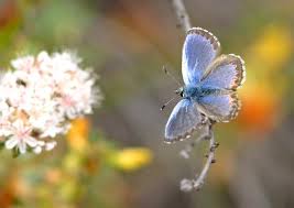 Image result for Smithia erubescens