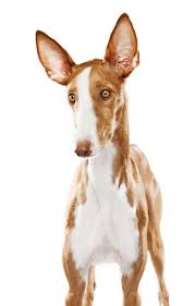 Ibiza Hound Diamond Dogs Puppies Dogs