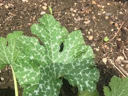 Most varieties of squash, including zucchini, develop silvery spots on their leaves as they mature. Is This Powdery Mildew On My Zucchini Please Help Me Identify