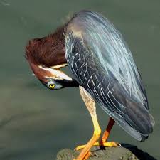 Birds Native To Virginia Beach Green Heron Va Beach Green Heron Art Photography Watercolor Art