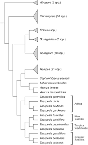 Image result for Cienfuegosia gerrardii