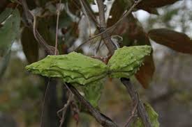 Image result for Pentarrhinum insipidum