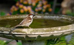 osrs void pest control guide. Bigfoot Pest Control Erie Pa Preventative Pest Maintenance