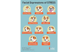 5 Keys To Understanding Dog Body Language