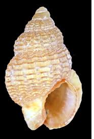 Image result for Tricalysia niamniamensis