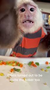 Olivia Dewey's Instagram, Twitter & Facebook