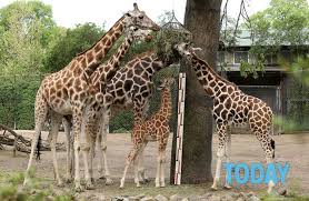Sono di dimensioni diverse e sono separati da vuoti biancastri. Come Il Collo Della Giraffa E Diventato Lungo Ecco La Nuova Scoperta
