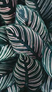 plants calathea ornata rainforrest plant with pink pattern plants calathea ornata rainforrest plant with regenwald pflanzen tropische pflanzen pflanzen