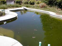 Check out this behind the scenes guide. Simple Steps To Keep Mosquitoes Away From Pool Best Pool Product Reviews From Pool Clinics