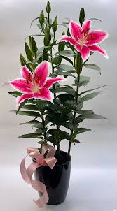 Stargazer Lily Plants In Tulsa Ok Mrs Dehaven S Flower Shop