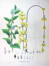 Forsythia Europaea Forsythia Botanical Prints Ornamental Plants