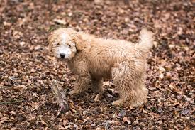 Portugiesischer wasserhund / cão de água português. Tudo Sobre O Cao D Agua Espanhol Meus Animais
