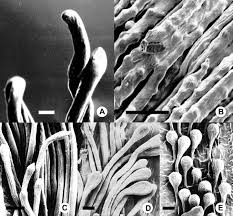 Image result for Digitaria gymnostachys