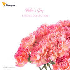 Mother S Day Flowers Orange Minami Standard Carnation Minami Series By Florequisa Flower Growers Mothers Day Flowers Flower Arrangements Carnations