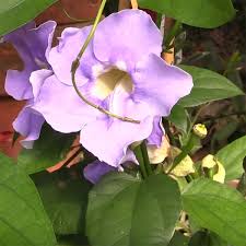 Image result for Thunbergia stelligera
