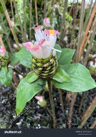 Image result for Costus afer