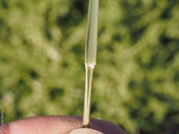 Image result for Aristida diminuta