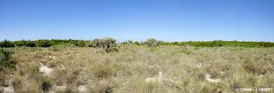 Image result for Sclerodactylon macrostachyum