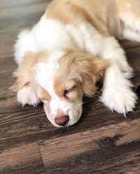 A Sleepy Puppy Is The Best Cuddle Buddy Around Puppies Cute Dogs Cute Baby Animals