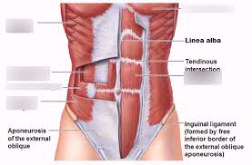 An interactive demonstration of the ixternal oblique muscle (insertion, origin, actions & innervations) featuring the iconic gbs illustrations. Muscles Of The Thorax Abdomen And Back Part 2 Diagram Quizlet