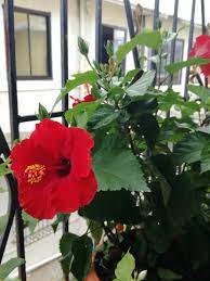 The obvious one is to give your plants lots of proper care (more on that below). What Is Hibiscus Know The Health Benefits Of This Flower How To Take Care Of It Its Benefits And Some Interesting Facts Steemit
