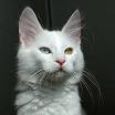 Turkish Angora Cat Pictures and Information - Cat-Breeds
