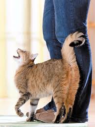 ‪One source for all things pet parenting · Kinship‬‏