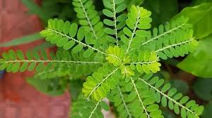 Image result for Phyllanthus parvus
