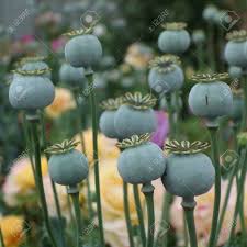 Thin plants to allow them some space, and keep the area weeded as. Poppy Seed Heads Stock Photo Picture And Royalty Free Image Image 41978946