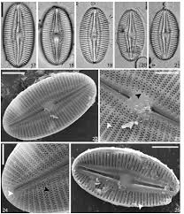 Image result for Meiosperma debile