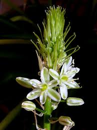 Image result for Albuca nigritana