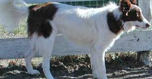 Border Collie Black And Brown Dogs Brown Patterned White Extreme Piebald Border Collie The Dog Has Some Random Spots Scattered In A Predominantly White In 2020 White Border Collie Border Collie Collie