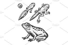 Black And White Frog Drawing Frog Embryo And Tadpole Animal Frog Illustration How To Draw Hands Horse Tattoo