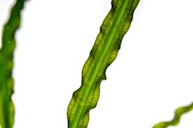 Image result for Aponogeton stuhlmannii