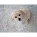 Poodle (Miniature) Dog Breed Information - American Kennel ...