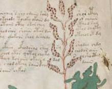 Immagine di Voynich Manuscript high resolution botanical and biological pages details