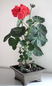 Pin On Pelargonie
