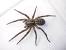 Black And Yellow Striped Spider