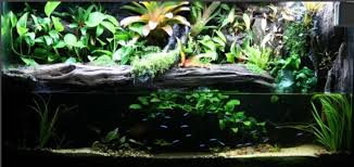 Paludarium For Poison Dart Frogs Poison Dart Frogs Dart Frog Poison Dart
