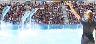 A protestare sono la brambilla e la lav. Show Dei Delfini Zoomarine Il Parco Divertimenti Di Roma