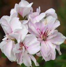 Image result for Pelargonium whytei