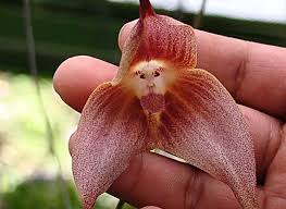 Plants that look like something else | Kew