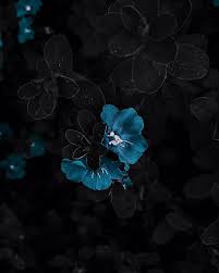 I hope that it's okay if i request from you again (i really liked the shera wallpaper that you made) it would be awesome if you could maybe make a gravity falls wallpaper? Hd Aesthetic Blue Roses Wallpapers Peakpx