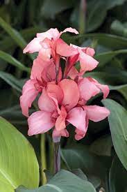 Canna Canna Lily Planting Flowers Plants Potted Plants Patio