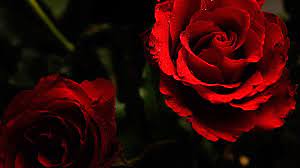 صور ورد احمر أروع وأجمل تشكيلة من صور الورد الاحمر الجميلة Imagx Red Roses Wallpaper Beautiful Red Roses Red Flower Wallpaper