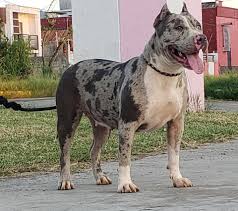Утверждено решением президиума соко ркф «29» января 2020 года. Titanes Atena Merle Titanes American Bully Xl Facebook