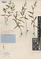 Image result for Hypoestes forskaolii