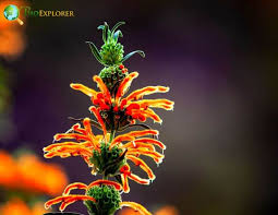 Image result for Leonotis ocymifolia